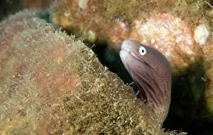Siderea: White-eyed Moray