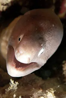 Mabul: White-eyed Moray Eel