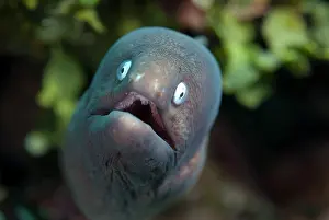 Flores: White-eyed Moray Eel