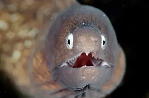 Eyed: White-eyed Moray Eel