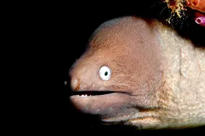 Siderea: White-eyed Moray Eel in hole
