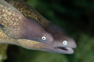 Eyed: White-eyed Moray Eel pair