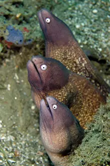 Eyed: White-eyed Moray Eel trio