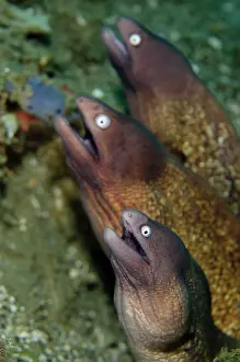 Eyed: White-eyed Moray Eel trio