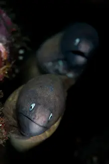 Siderea: White-eyed Moray Eels - in hole