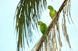 Parakeets: White-eyed Parakeets, Brazil