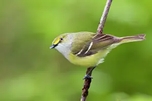 Vireos: White-eyed Vireo