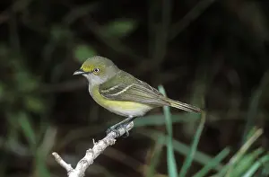 Vireo: White-eyed Vireo