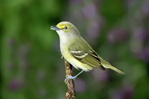 Vireos: White-eyed Vireo