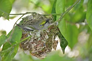 Vireo: White-eyed Vireo on Nest