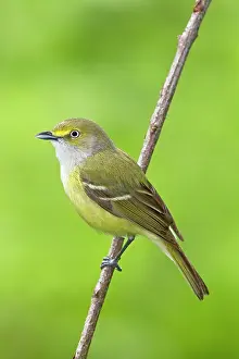 Vireos: White-eyed Vireo - spring