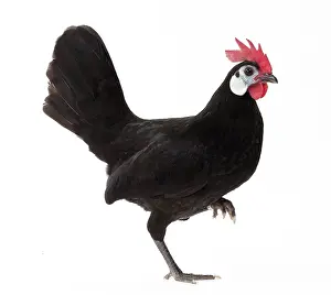 Hopping: White-faced Black Spanish Chicken Cockerel / Rooster