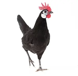 Hopping: White-faced Black Spanish Chicken Cockerel / Rooster