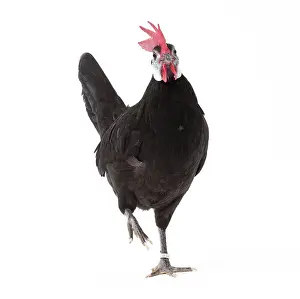Hopping: White-faced Black Spanish Chicken Cockerel / Rooster