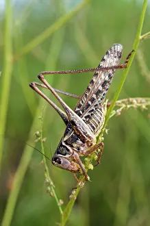 Katydids: White-Faced Bush Cricket