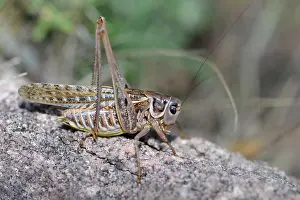 Ensifera: White-faced bush Cricket (Decticus albifrons) on
