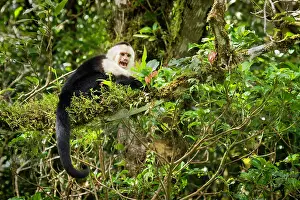 Upset: White-faced Capuchin