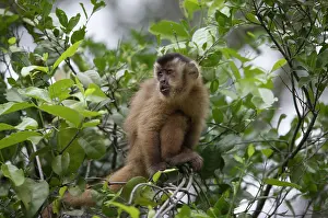 Capucinus: White-faced Capuchin