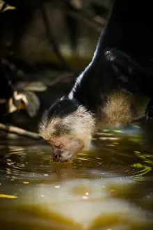 Undulation: White-faced Capuchin goes down from the tree to