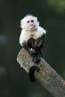Capucinus: White faced Capuchin Monkey - sitting on log