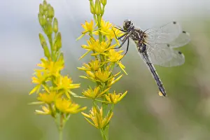 Darter: White-faced Darter (Leucorrhinia dubia) female