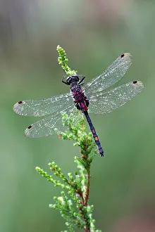Darters: White Faced Darter - male resting on heather