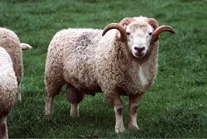 Dartmoor: White-faced Dartmoor Sheep
