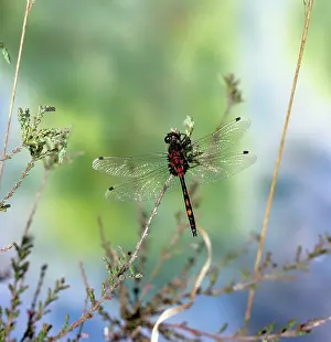 Jack Bailey: White-faced Dragonfly - male