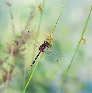 Jack Bailey: White-faced DRAGONFLY - male at rest
