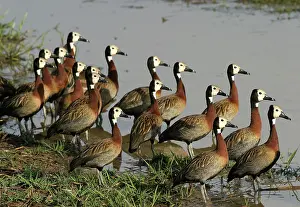 Viduata: White-faced DUCKS / White-faced whistling-ducks