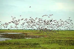 Viduata: White-faced DUCKS / White-faced whistling-ducks