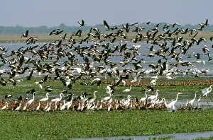 Autumnalis: White-faced DUCKS / White-faced whistling-ducks