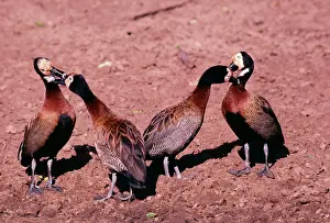 Viduata: White-faced DUCKS / White-faced whistling-ducks
