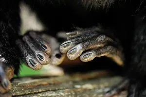 Pithecia: White-faced / Golden-faced / Guianan - close up of hands