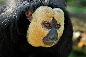 Saki: White-faced / Golden-faced / Guianan Saki - portrait