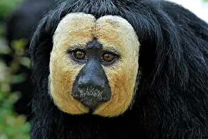 Saki: White-faced / Golden-faced / Guianan Saki - portrait