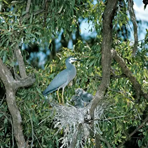 Novahollandiae: White-faced Heron