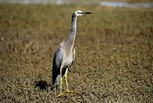 Novahollandiae: White-faced Heron