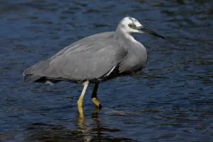 Hans & Judy Beste: White-faced Heron