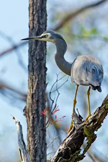 Egret: White-faced Heron