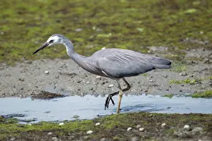 Faced: White-faced Heron