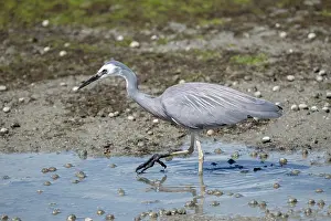 Faced: White-faced Heron