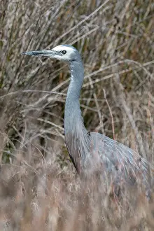 Reeds: White-faced Heron