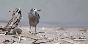 Driftwood: White-faced Heron - Perched on a driftwood log -