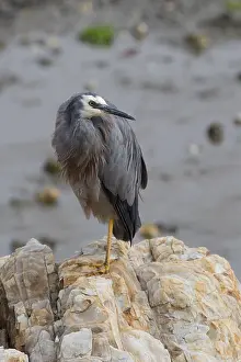 Kaikoura: White-faced Heron - perched on a rock - Kaikoura