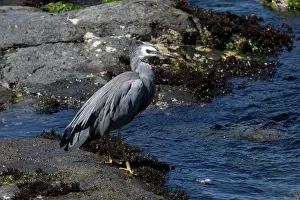 090720: White-faced Heron - Perched on a rock - Kaikoura