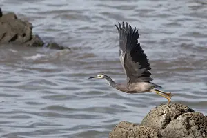 Kaikoura: White-faced Heron - Taking off - Kaikoura coast