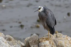 270819: White-faced Heron - Yawning - perched on a rock