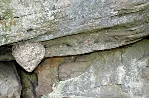 Hornets: White-faced Hornet Nest