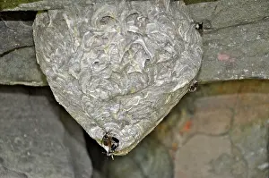 Hornets: White-faced Hornet Nest
